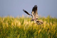 Wiesenweihe  - Zum Vergroessern klicken!